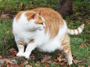 kat met overgewicht