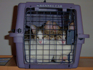 twee katten in een mand